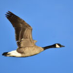 Canada_goose_on_Seedskadee_NWR_(27826185489)