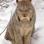 Canada_lynx_by_Michael_Zahra_(cropped)