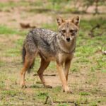 Sri Lankan Jackal
