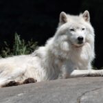 Canis_lupus_arctos_PO