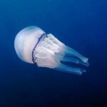 Capo_Gallo_Rhizostoma_pulmo