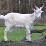 Capra_aegagrus_hircus_qtl6