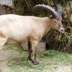 Capra_caucasica2