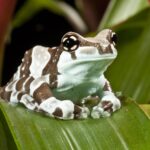 Careguides_Trachycephalus_resinifictrix2-1400×1128