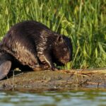 Bobr evropský Castor_fiber_vistulanus2