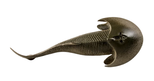 Cephalaspis