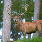 Cervus_elaphus_Luc_Viatour_6