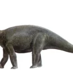 Cetiosaurus