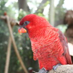 Chalcopsitta_cardinalis_-Busch_Gardens,_Tampa_Bay,_USA_-upper_body-8a