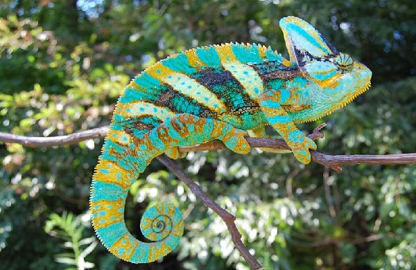Chameleon jemenský
