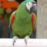 Chestnut-fronted_Macaw_(Ara_severa)_-Southwicks_Zoo_c