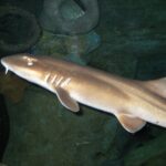 Žralůček perský Fisk meg skjegg – torsk?