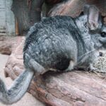 Chinchilla_lanigera_(Wroclaw_zoo)-2