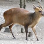 Chinesischer_Muntjak_Muntiacus_reevesi_Zoo_Augsburg-04