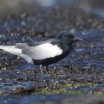 Chlidonias_leucopterus_2023-04-08