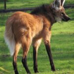 Chrysocyon.brachyurus