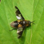 Chrysops_caecutiens_01