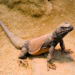 Chukwalla_Sauromalus_obesus