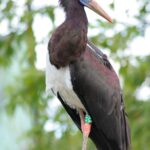 Ciconia_abdimii_-London_Zoo-8a