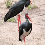 Black Storks