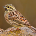 Cirl_bunting_cropped