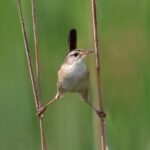 Cistothorus_palustris_CT