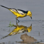 Citrine_Wagtail_(Motacilla_citreola)-_Breeding_Male_of_calcarata_race_at_Bharatpur_I_IMG_5752