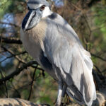 Cochlearius_cochleariaPCCA20071227-8443B