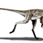 Coelurus_BW