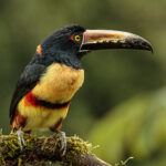 Collared_Aracari_(44517373101)
