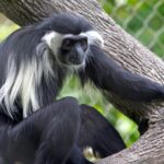 Colobus_angolensis