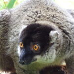 Common brown lemur