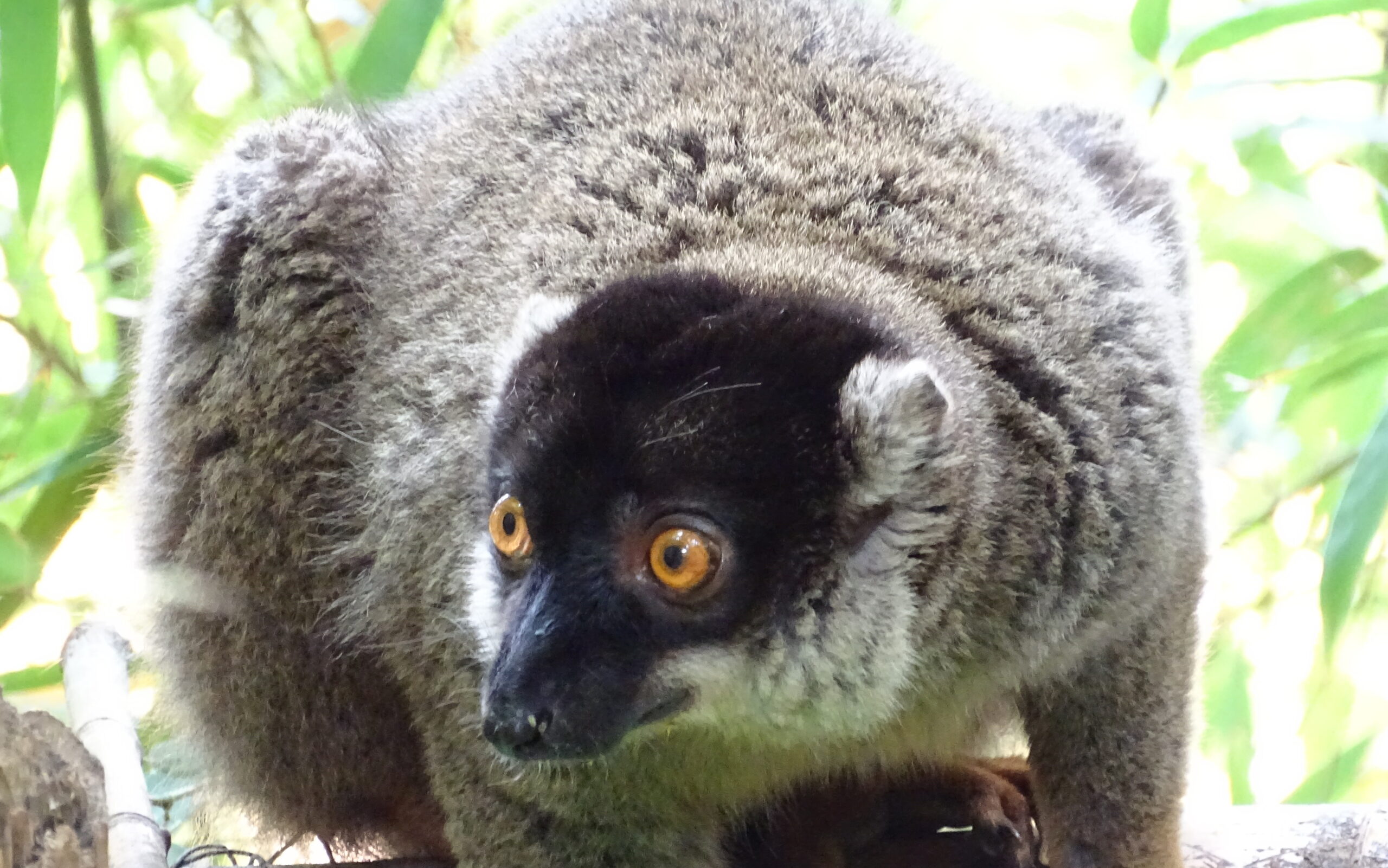 Lemur běločelý
