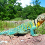 Common_Collared_Lizard