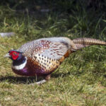 Common_pheasant_(Phasianus_colchicus)_cock_2