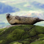 Common_seal_(Phoca_vitulina)_2