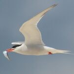 Common_tern_with_fish