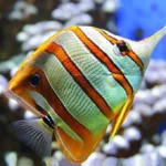 Copperband-butterflyfish_0c60486c-986d-433b-973c-6b851d1e1129_800x.jpg