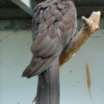 Coracopsis_vasa