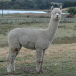 Lama alpaka Corazon_Full