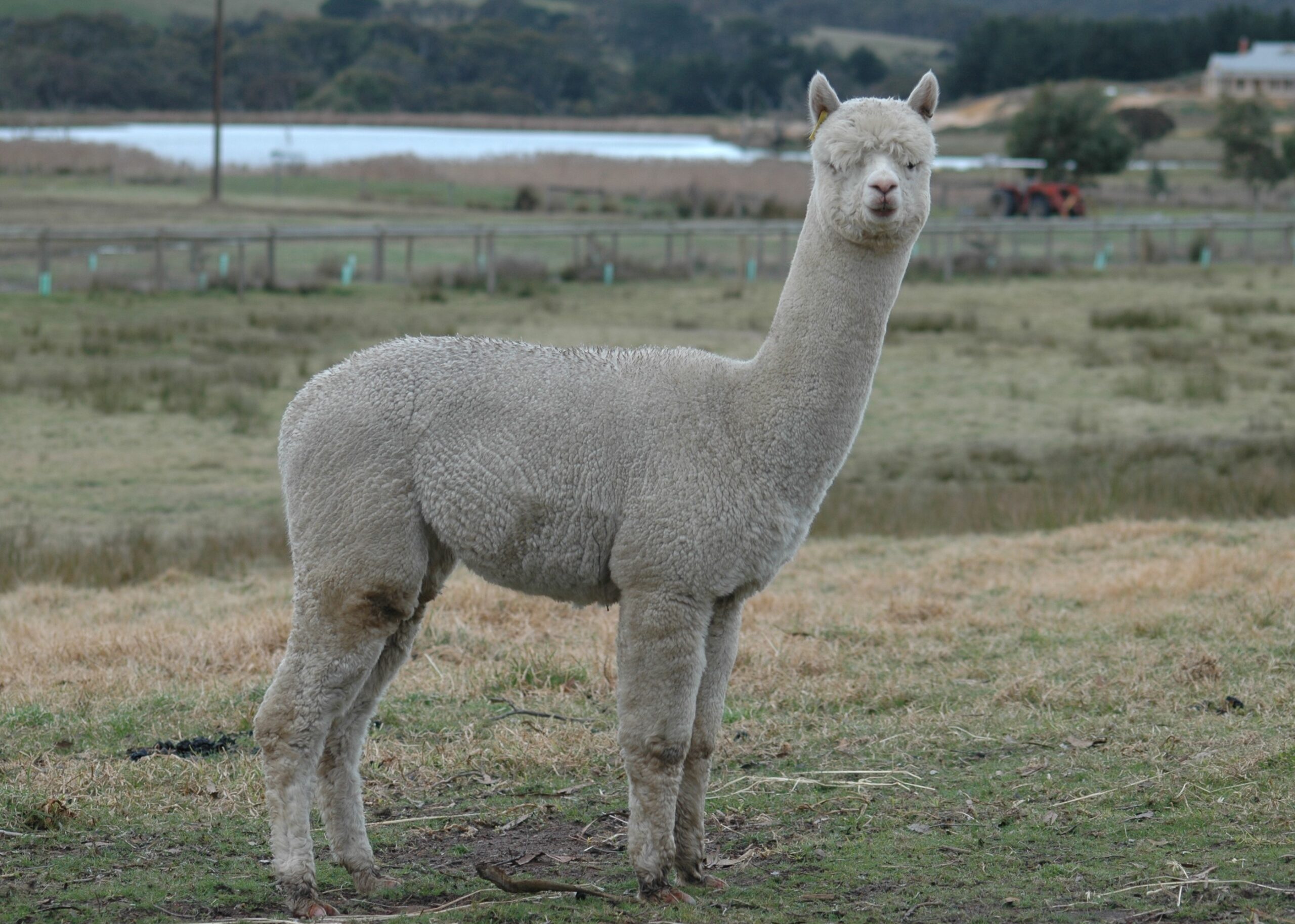 Lama alpaka