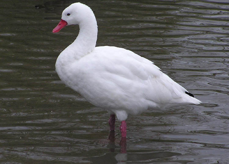 Labuť koskoroba