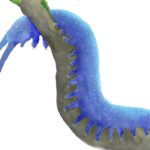 Cretoperipatus_burmiticus