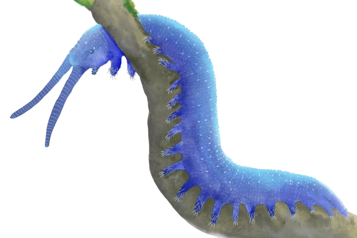 Cretoperipatus burmiticus