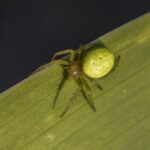 Cucumber_green_spider_(Araniella_cucurbitina)_Bovallstrand