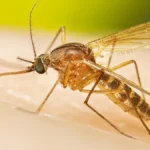 Culex-quinquefasciatus-female-mosquito-16-9.jpg