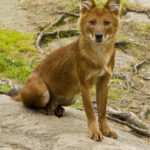 Cuon_alpinus_alpinus_sitting
