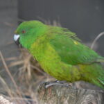 Cyanoramphus_unicolor,_Pengo