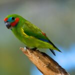 Taken at Birdworld, Kuranda, Cairns, Queensland, Australia