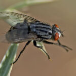 DSC_7252Wnc2-L